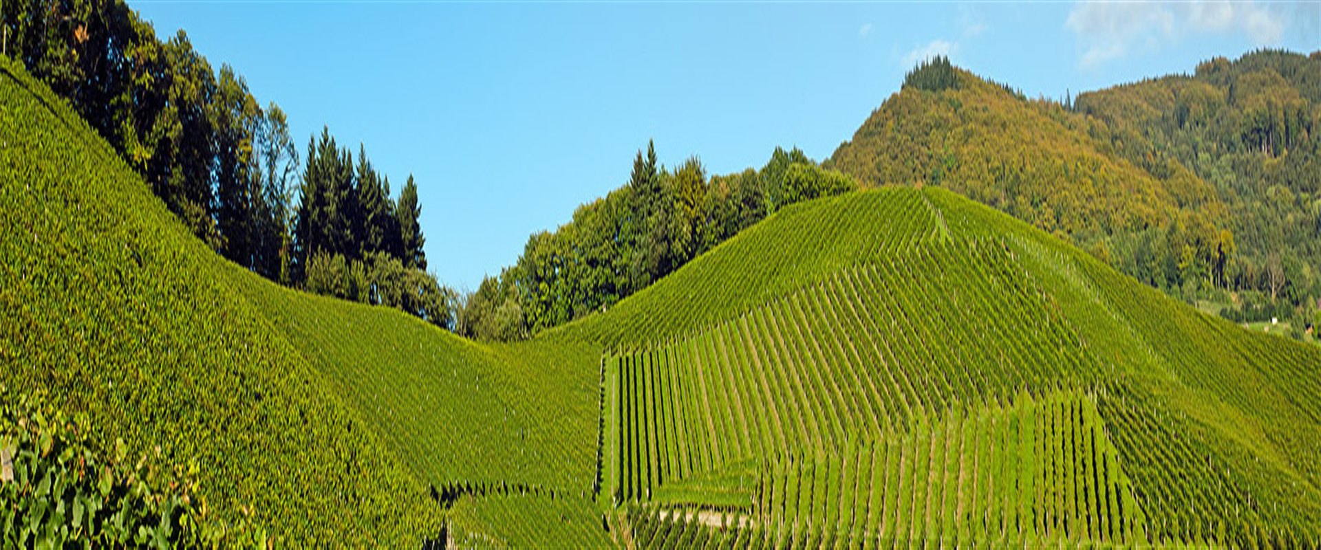 Panorama de vignoble