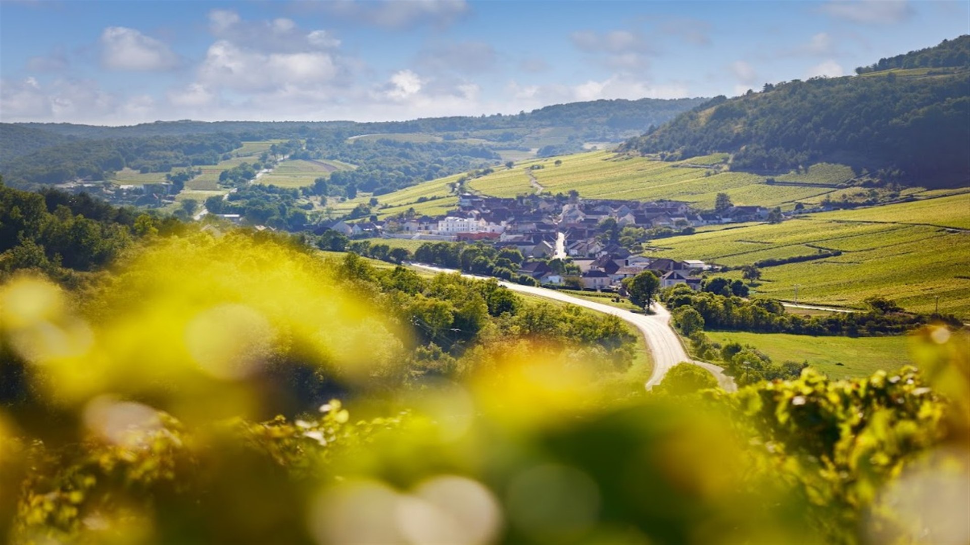 Paysage de vignoble en Europe